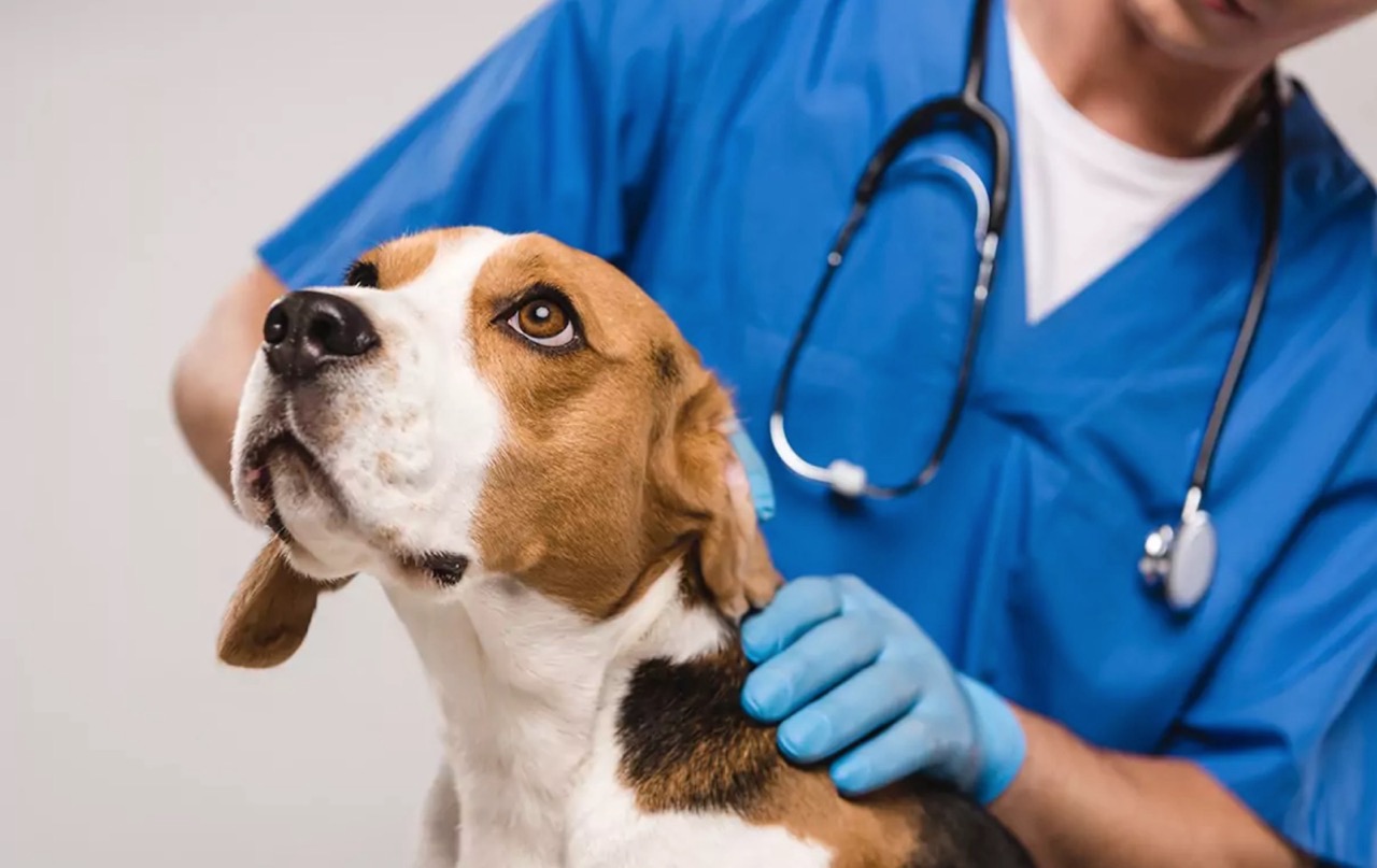 автоматизація ветеринарної клініки